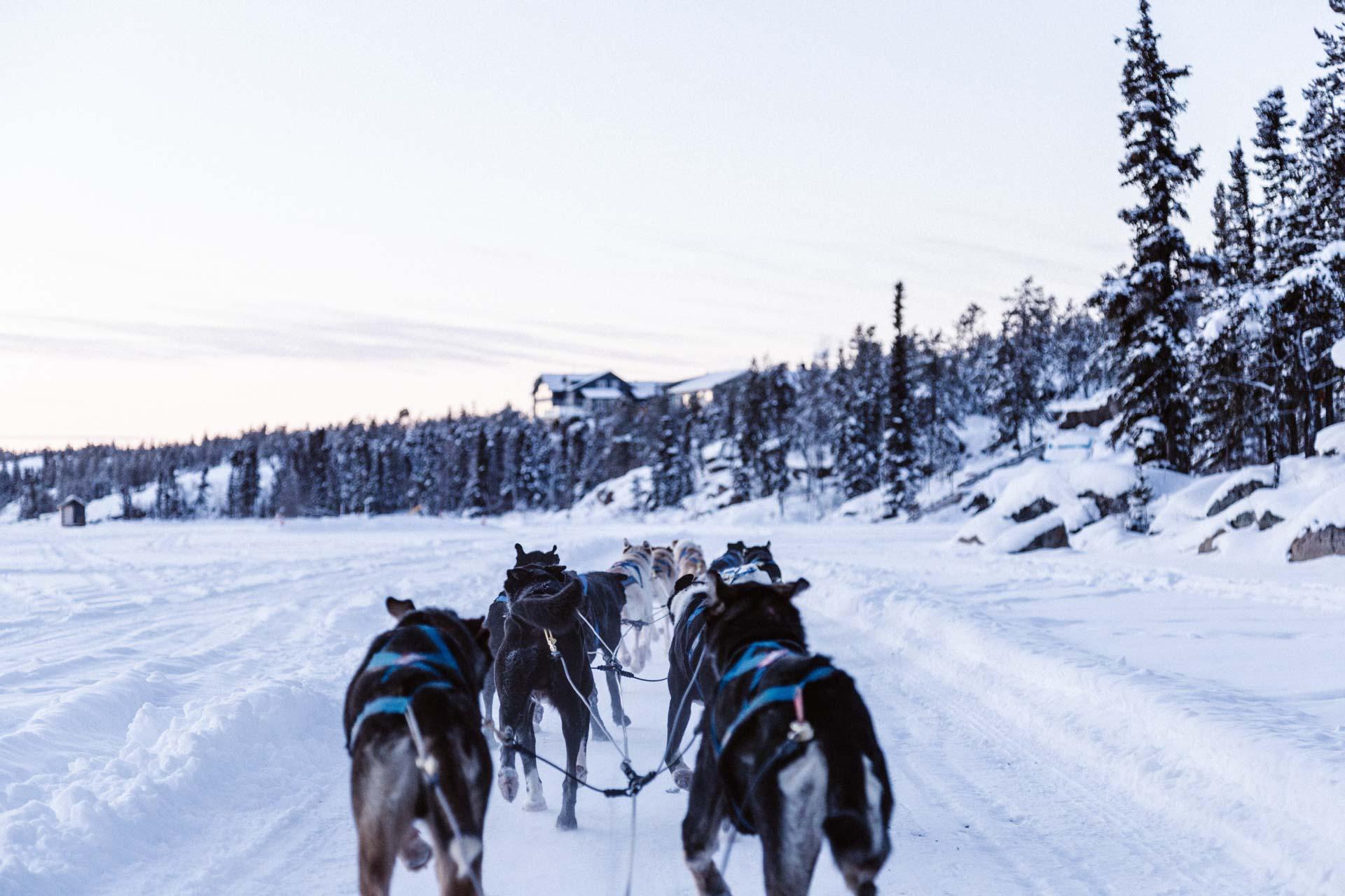 Chien de traineau dans le Yukon entre les montagnes