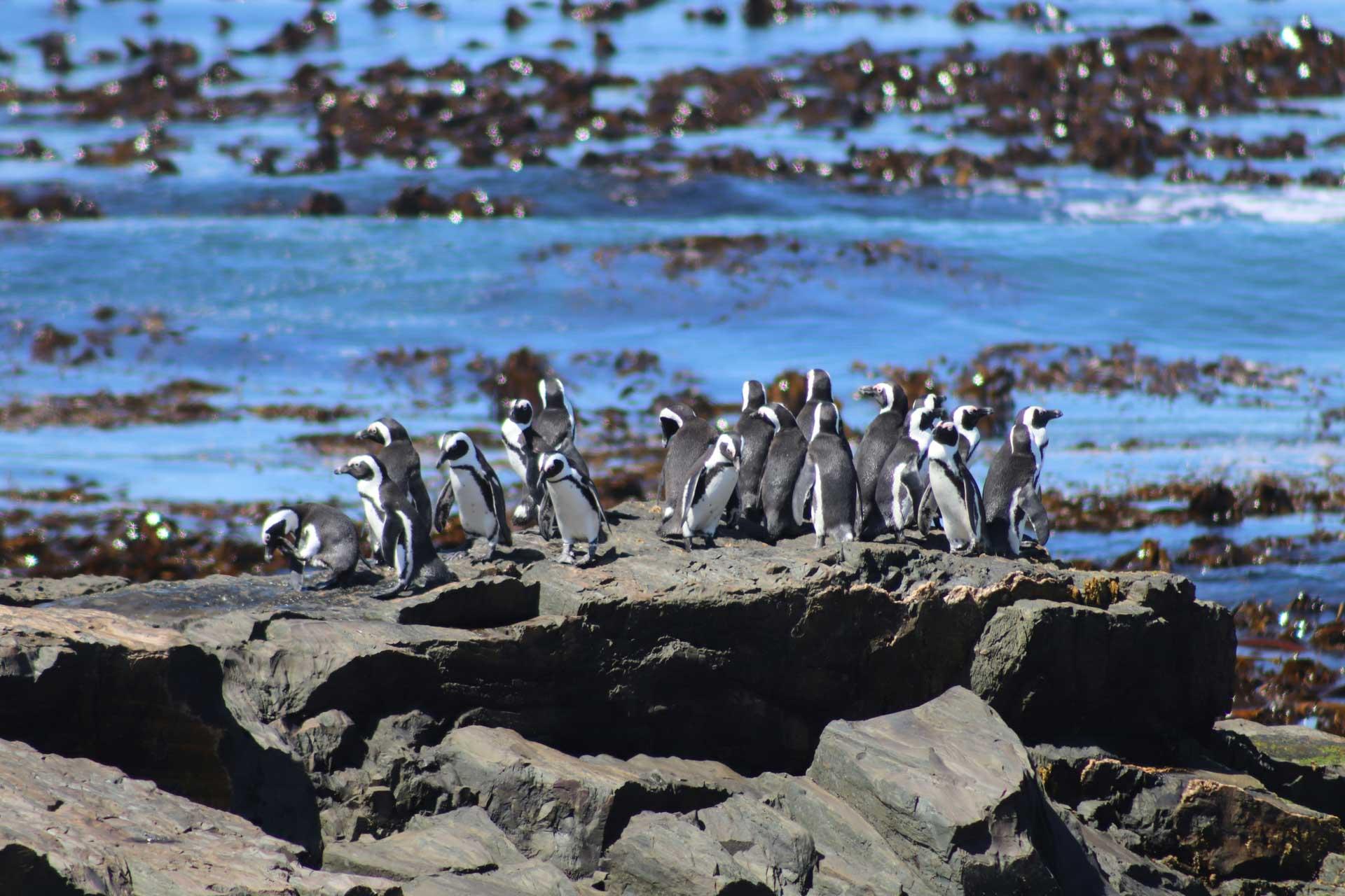 Les manchots de Robben Island