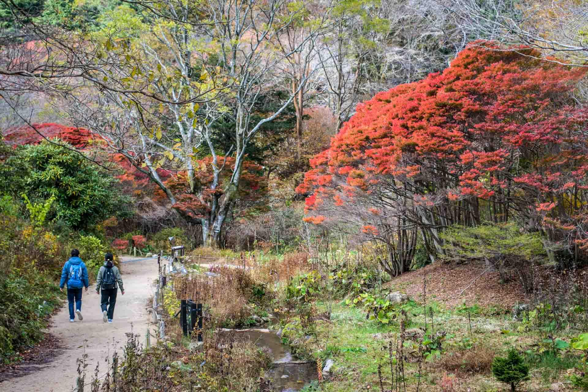 Les chemins au sommet des Monts Rokko © DR