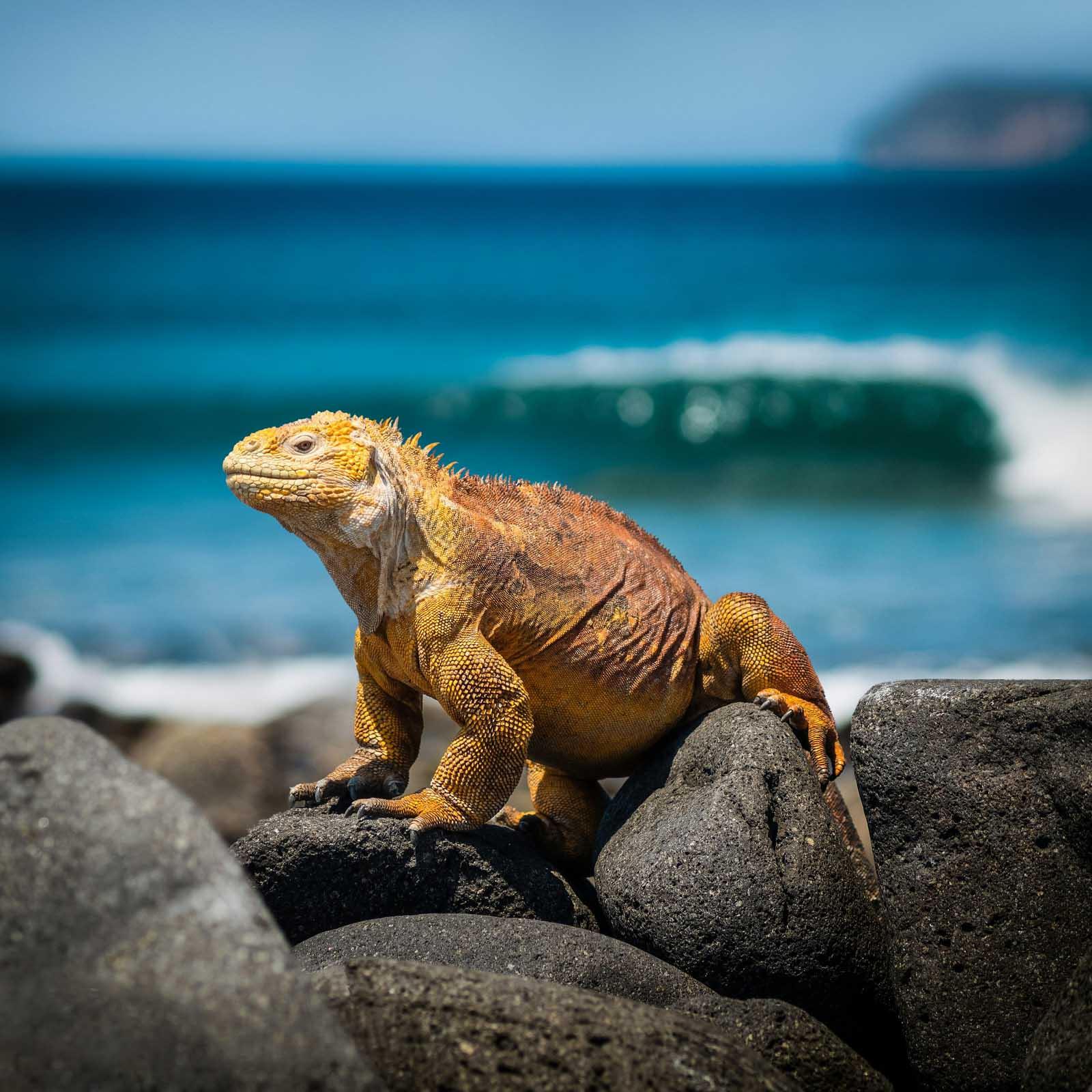 Naviguer dans les Galapagos avec National Geographic Islander II © Simon Berger