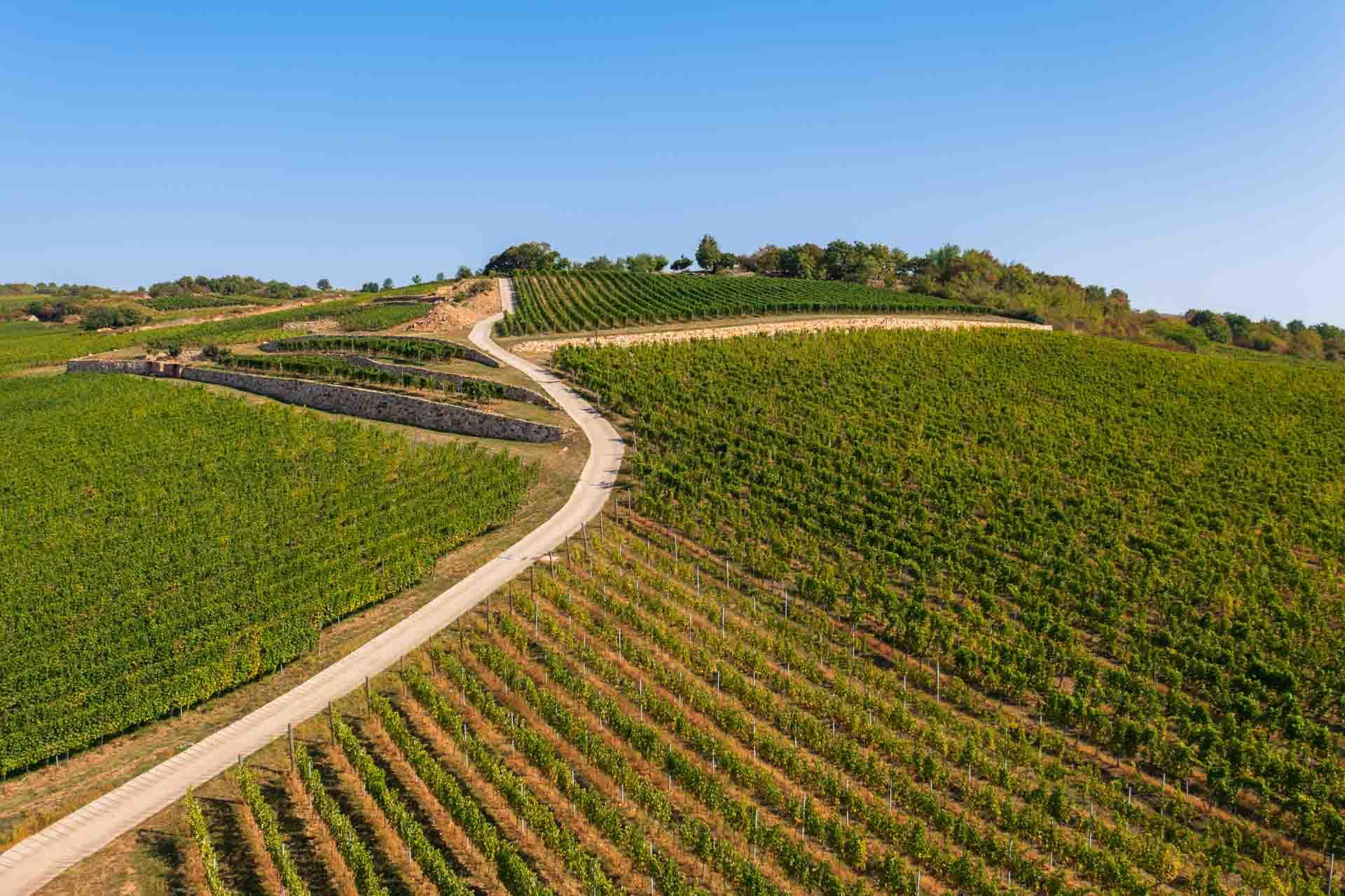 Les vignes de Tokaj © János Illési