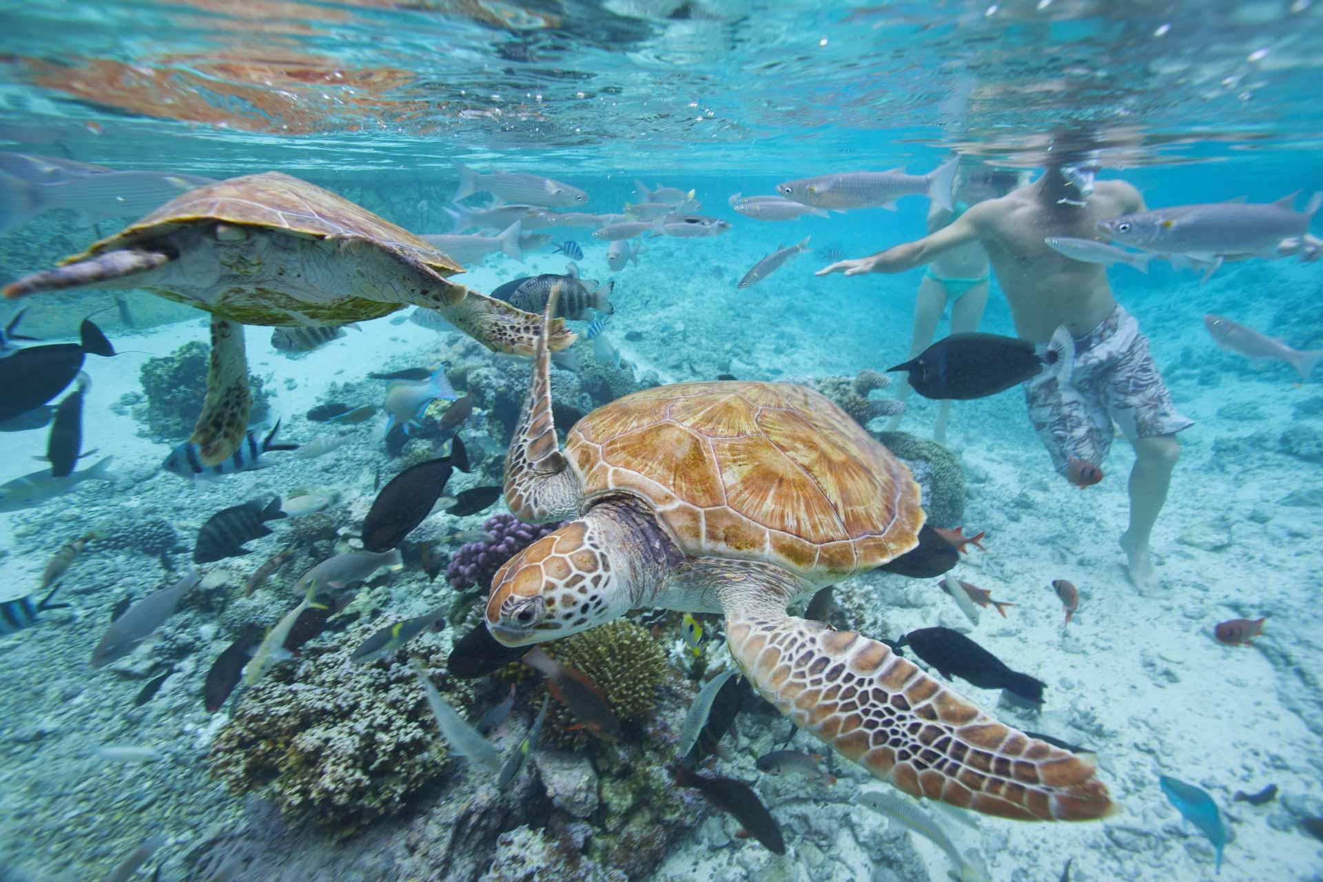 Même la pratique du snorkelling réserve d’étonnantes surprises © Tahiti Tourisme