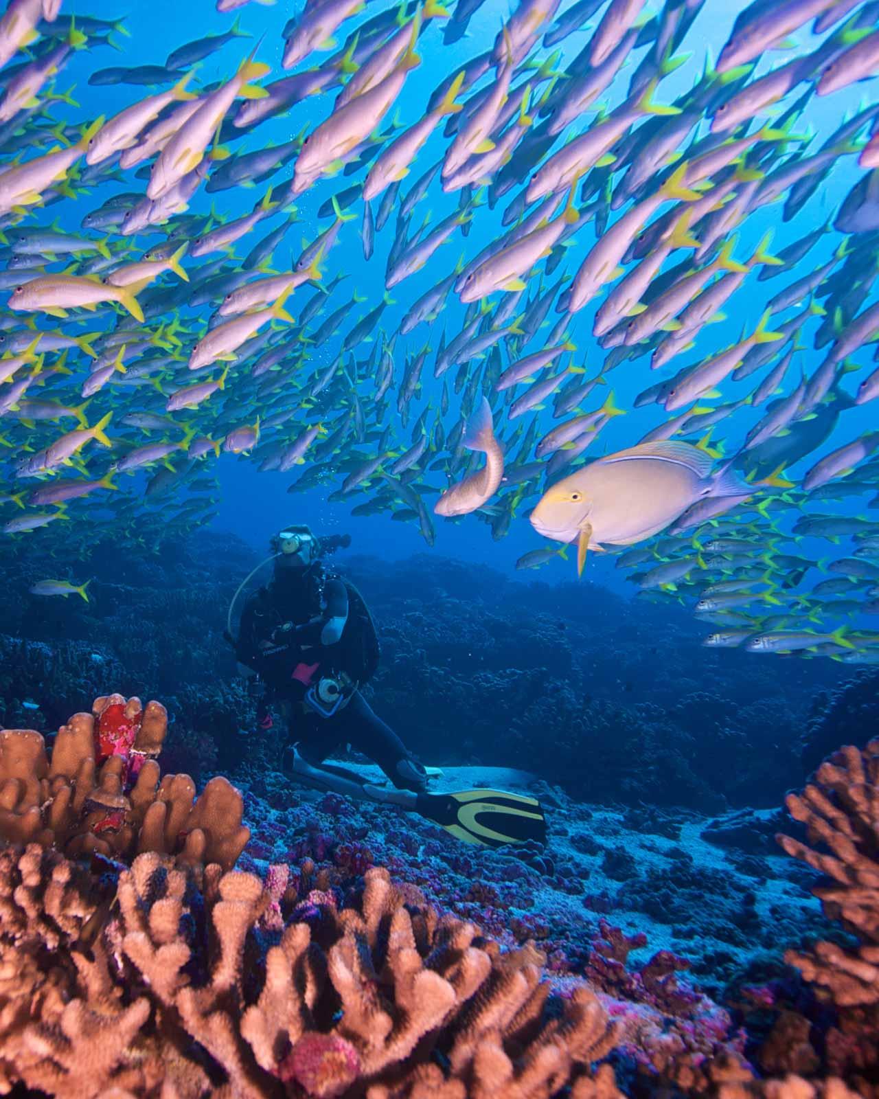 Plongée sur l’atoll de Fakarava © AdobeStock