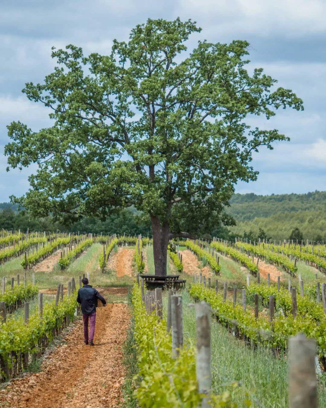 Les vignes du Château du Berne