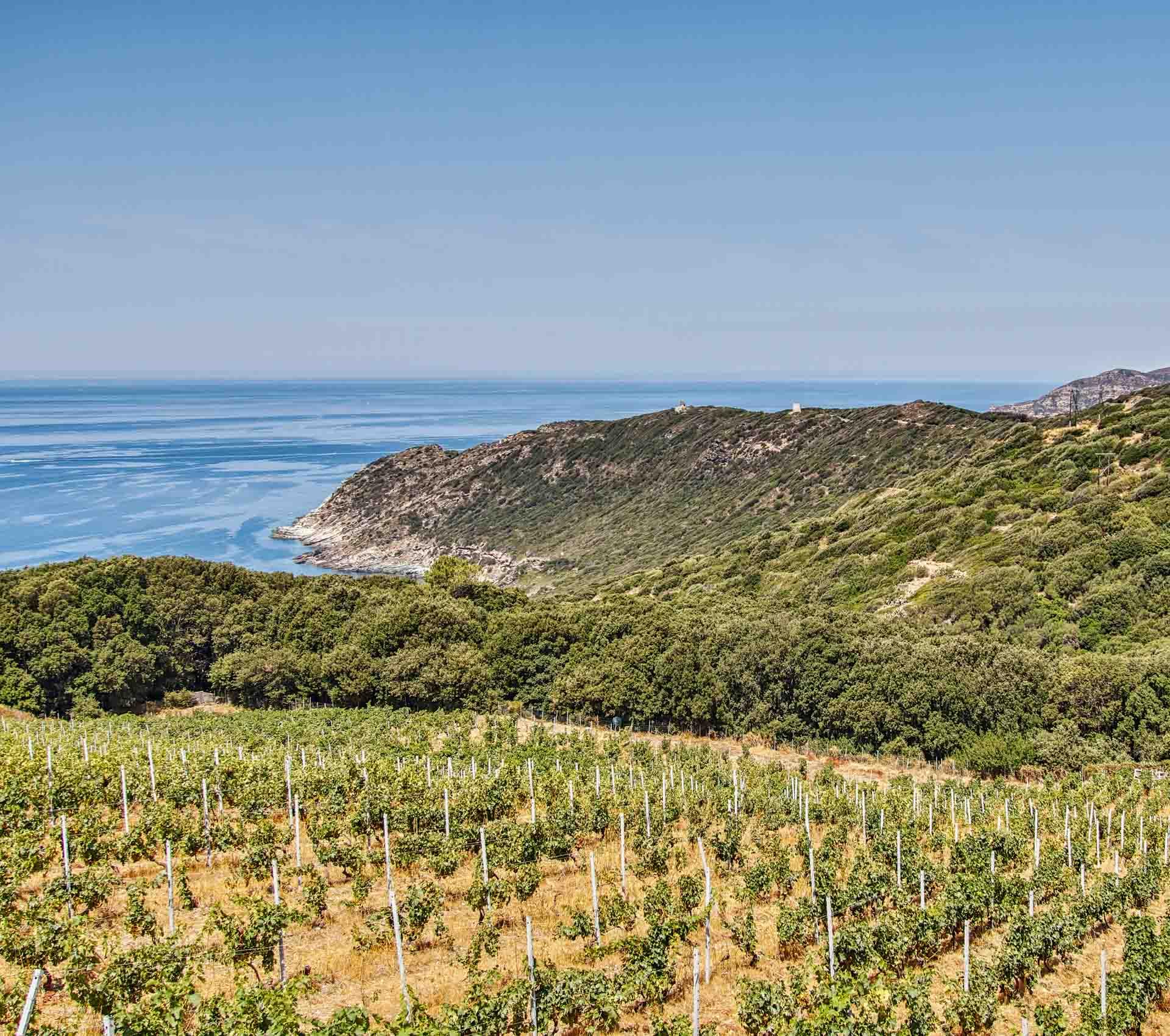 La route des vins en Corse © AdobeStock