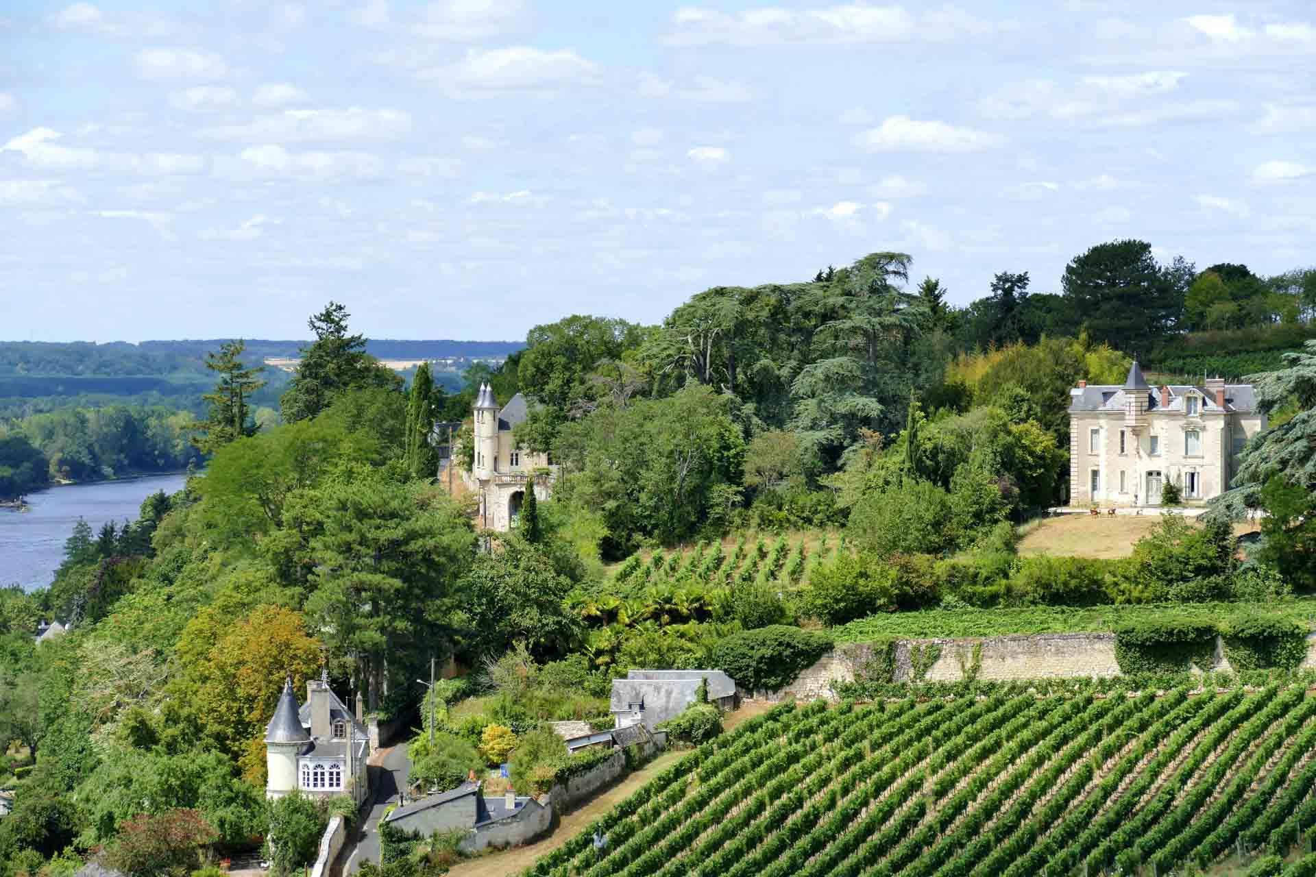 Vignoble de Chinon sur les bords de la Vienne © AdobeStock