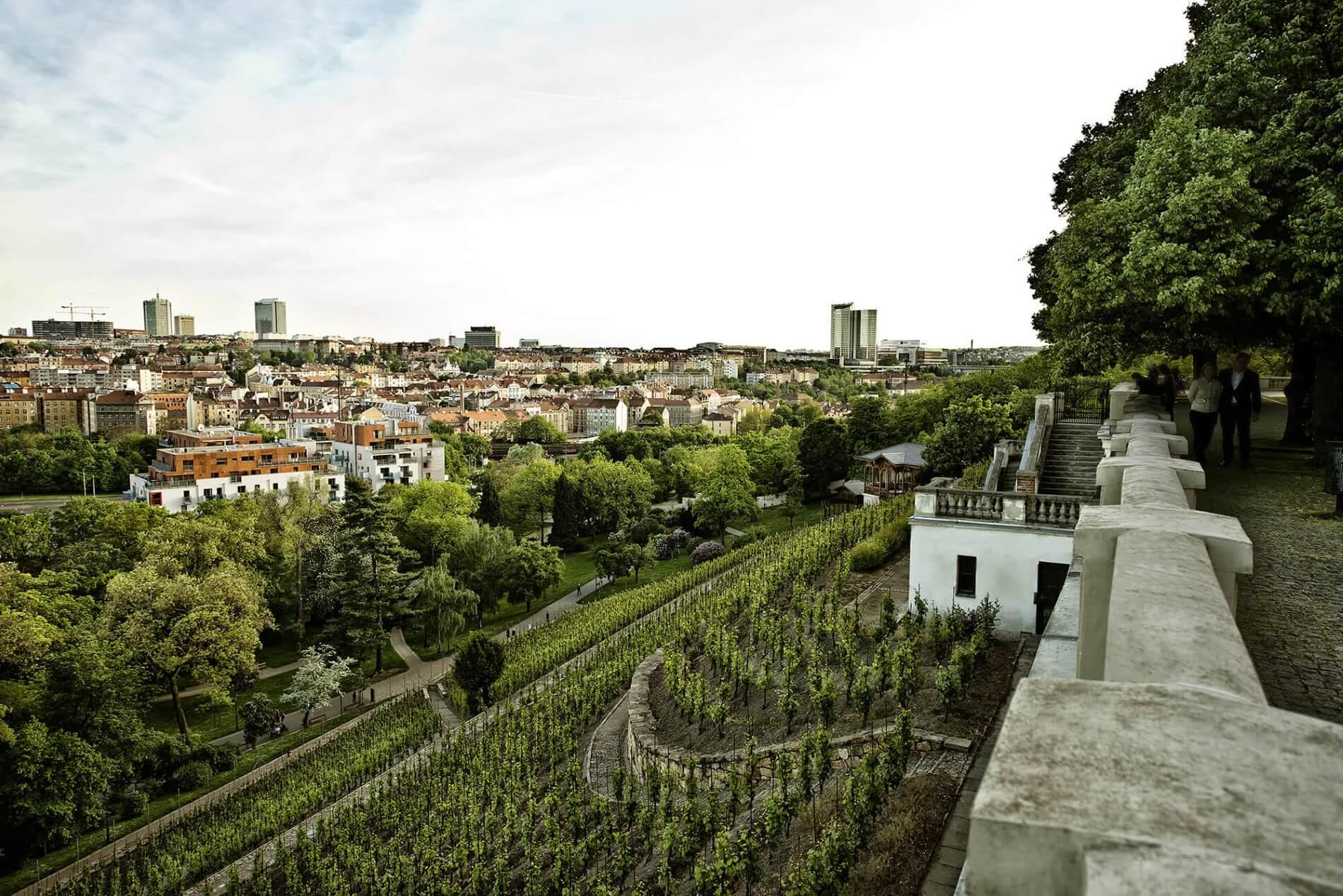 Les vignes de Grebovka © DR