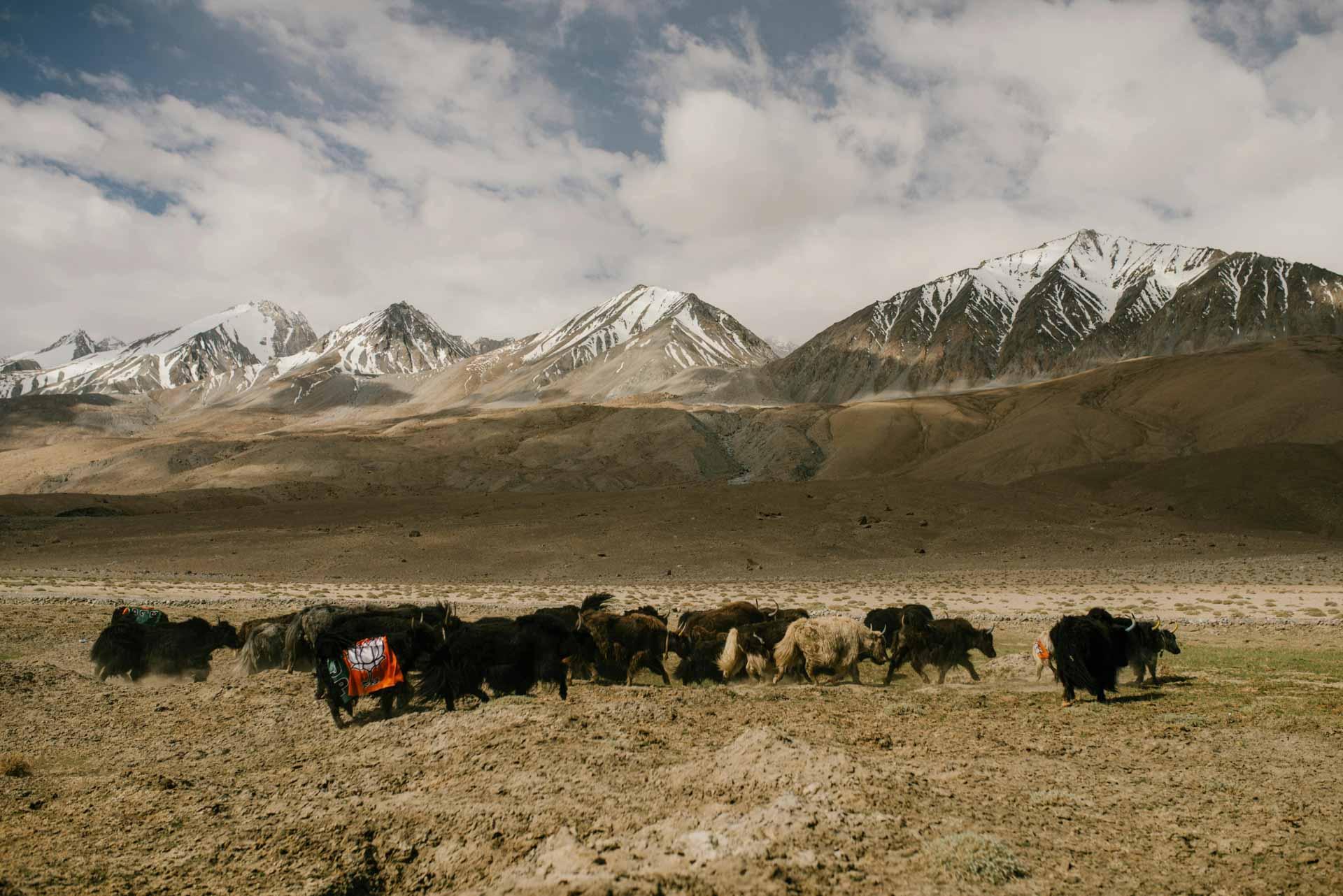 Yaks