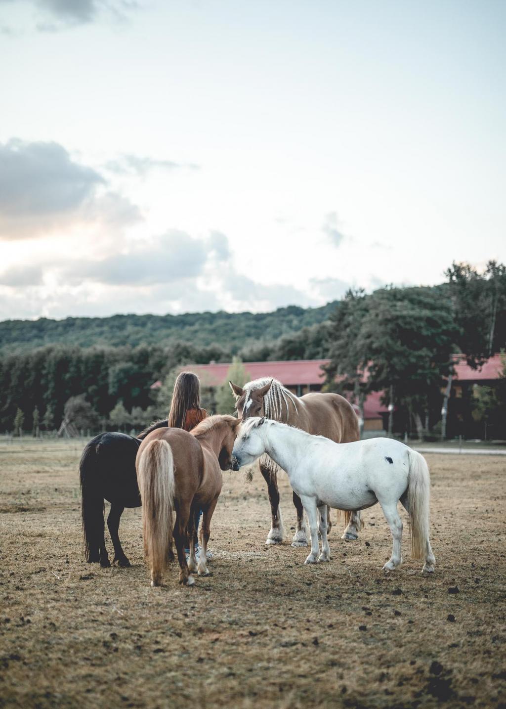 Hôtel Le Barn – Les chevaux © Nomades