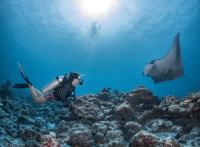 Intercontinental Maldives Maamunagau Resort : l’appel des raies manta