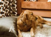 Les meilleurs hôtels dog friendly en France