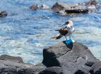 Les plus belles croisières de luxe aux Galápagos : l’aventure en grand style