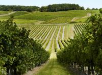Cognac : notre immersion dans l’univers Rémy Martin