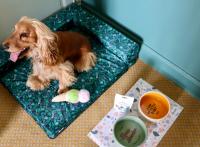 Club Med avec son chien : 3 hôtels dog friendly où partir en vacances