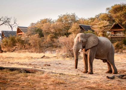 Belmond Savute Elephant Lodge : le safari grand luxe au Botswana  