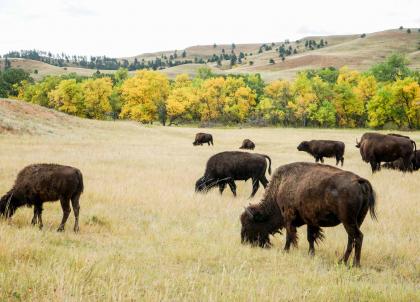 Roadtrip aux USA : les merveilles méconnues du Dakota du Sud