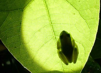 Mashpi Lodge : paradis de la biodiversité dans la jungle équatorienne