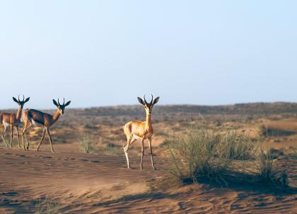 Deux jours d’aventure dans le désert de Dubaï