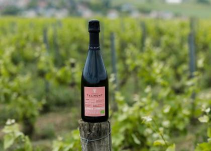 Les meilleurs champagnes biologiques : notre sélection de maisons à suivre