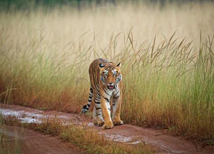Sur les traces des tigres du Bengale en Inde