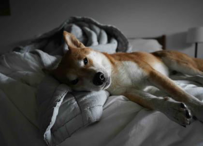 Les meilleurs hôtels dog friendly en France Les meilleurs hôtels dog friendly en France