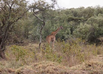 Safari au Kenya : que voir en une semaine ?