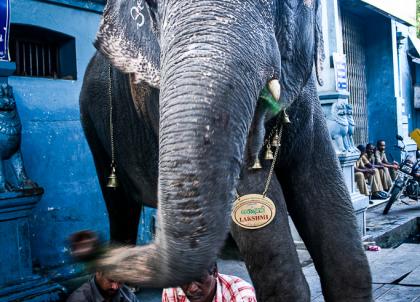 Un éléphant bénit la population d’un coup de trompe, à l’entrée d’un temple | © Marion Brun