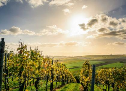 Route des vins en Provence et dans le Ventoux : itinéraire au cœur des terroirs