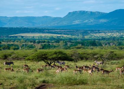 Slow safari en Afrique du Sud : comment explorer le bush de façon responsable