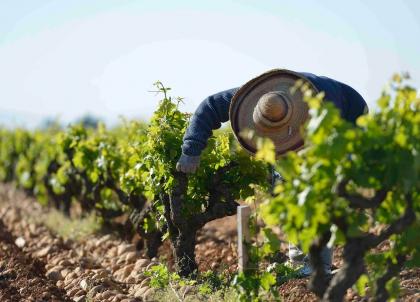 Route des vins de Châteauneuf-du-Pape à la Provence : les meilleurs hôtels et adresses
