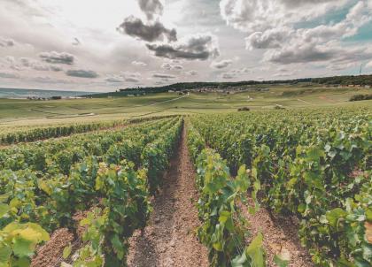 Visiter la Champagne : 10 expériences incontournables à vivre