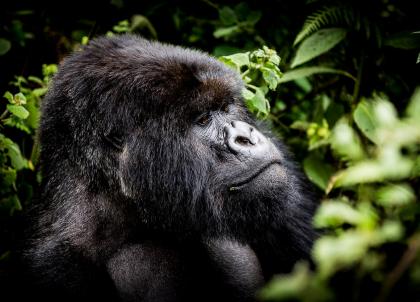 Rwanda : luxe et nature préservée en Afrique de l'Est