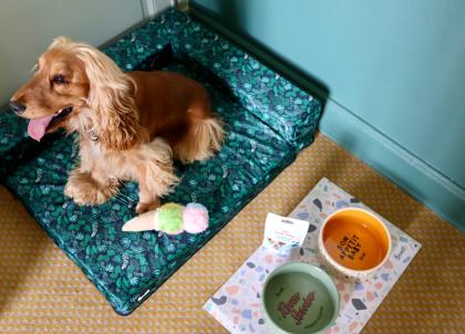 Club Med avec son chien : 3 hôtels dog friendly où partir en vacances