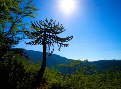 Parc National Conguillío, rendez-vous en terre préhistorique