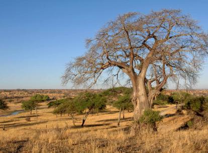 Notre itinéraire en Tanzanie et Zanzibar pour un safari