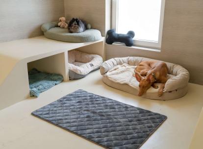 Dog Valley : le premier resort 5 étoiles pour chiens près de Paris Dog Valley : le premier resort 5 étoiles pour chiens près de Paris