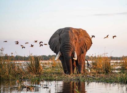 Notre safari en Zambie : Walking on the Wild Side 