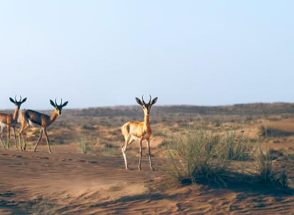 Deux jours d’aventure dans le désert de Dubaï Deux jours d’aventure dans le désert de Dubaï