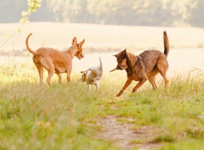Dog Valley : le premier resort 5 étoiles pour chiens près de Paris