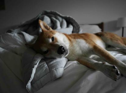 Les meilleurs hôtels dog friendly en France Les meilleurs hôtels dog friendly en France