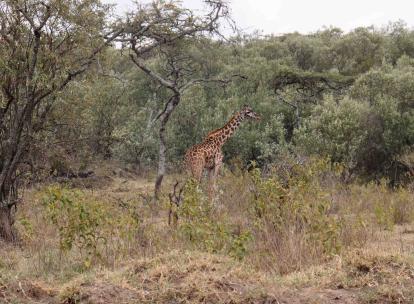 Safari au Kenya : que voir en une semaine ?