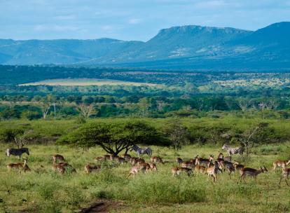 Slow safari en Afrique du Sud : comment explorer le bush de façon responsable