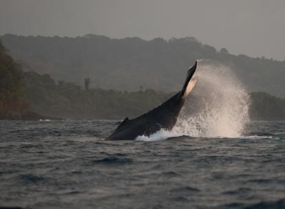 Observer les baleines dans le Golfe de Guinée, une expérience signée Bom Bom Island
