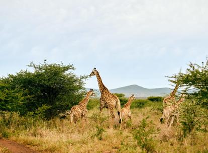 La newsletter hebdo hôtels et voyages - 158