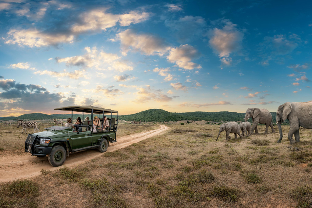 Longtemps promesse de grandeur, le safari reste l’un des imaginaires les plus puissants du tourisme africain. Il est surtout, pour de nombreux voyageurs, synonyme d’une quête emblématique, celle d'apercevoir les fameux Big Five : lion, éléphant, rhinocéros, léopard et buffle. En Afrique du Sud, une nouvelle vision du safari, plus attentive et respectueuse de l’environnement, est possible. 