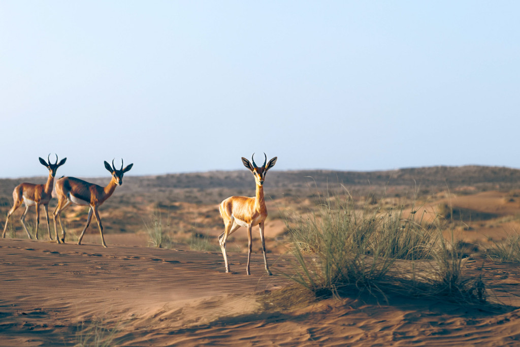 À Dubaï, le désert se raconte de mille manières. Beaucoup d’opérateurs proposent des safaris à prix cassés et rares sont ceux qui en révèlent la véritable âme. Safari, montgolfière à l’aube, dîner sous les étoiles : nos recommandations pour une expérience authentique dans le désert de Dubaï.