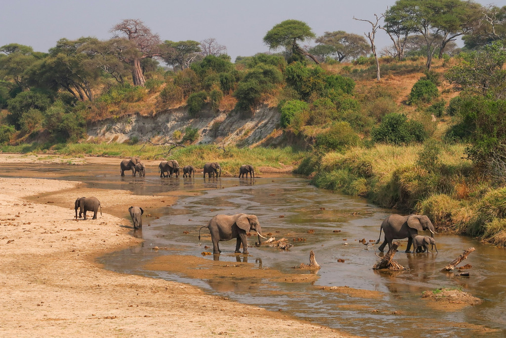 Longtemps associée au seul safari, la Tanzanie s’impose aujourd’hui comme l’une des destinations les plus complètes d’Afrique de l’Est. Du Kilimandjaro, point culminant du continent, aux plaines du Serengeti, en passant par les rives de l’océan Indien, le pays offre bien des trésors à découvrir, entre parcs nationaux, terres sauvages et lagons. Une diversité de paysages et d’expériences qui séduit les voyageurs, bien au-delà des seuls amateurs de faune.