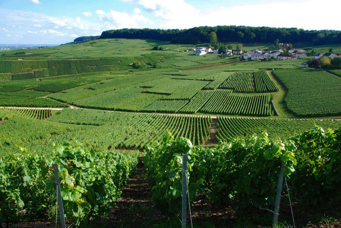 Vignes du producteur Diebolt-Vallois à Cramant (Côte des Blancs) © Remi Loisel - Studio Amarante pour Diebolt-Vallois