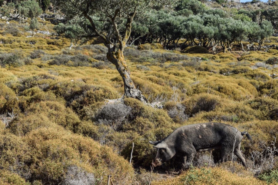 Les troupeaux de cochons se baladent en toute liberté comme ici à côté de Kenourgia Chora  © Yonder.fr