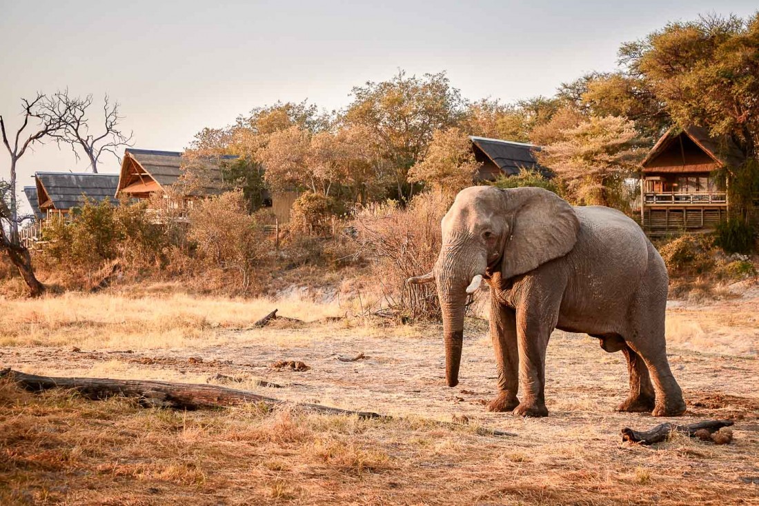 Au Savute Elephant Lodge, les éléphants viennent boire au point d’eau de l’aube au coucher du soleil © Belmond